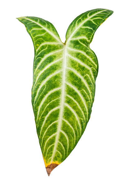 Folha de Xanthosoma Lindenii, folha de Caladium Lindenii isolada sobre fundo branco, com caminho de recorte - Foto, Imagem