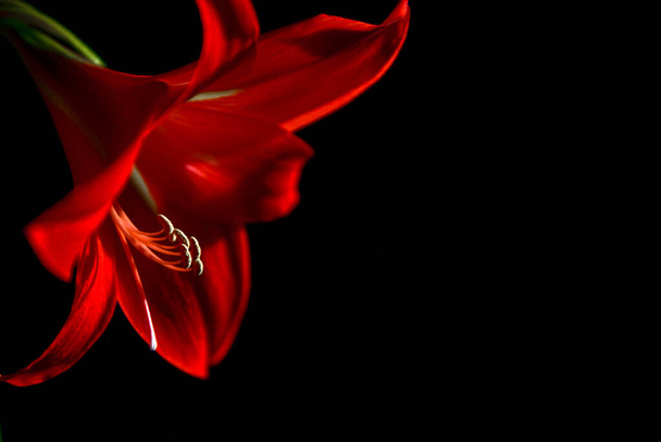 Kwiat czerwony lilia na czarnym tle - Zdjęcie, obraz