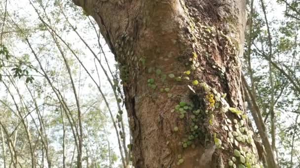 Escala do Dragão Samambaia rastejando na casca da árvore. - Filmagem, Vídeo