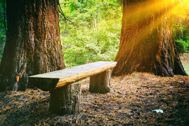 Wood bench in the summer forest - Photo, image