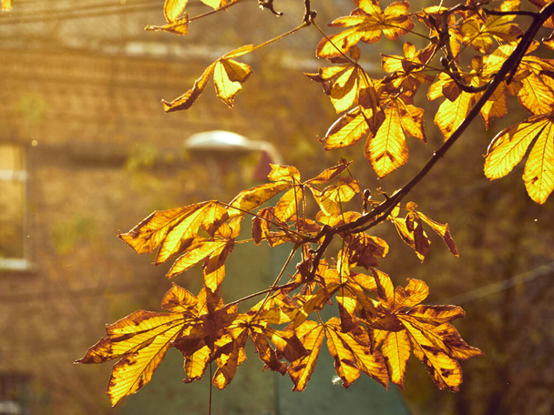Υποκαταστήματα με κίτρινα φύλλα σε φυσικό φόντο - Φωτογραφία, εικόνα