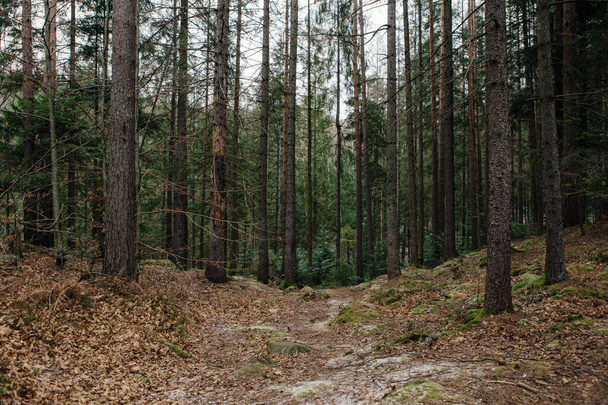 Пейзаж в лесу в горах. Камни и стволы деревьев покрыты мхом - Фото, изображение