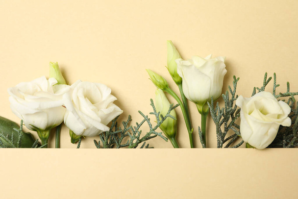 Τριαντάφυλλα και thuja κλαδιά σε μπεζ φόντο, χώρος για κείμενο - Φωτογραφία, εικόνα