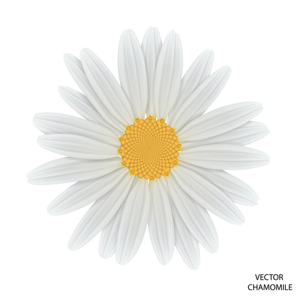Kamille bloem bovenaanzicht. Vector EPS 10. - Vector, afbeelding