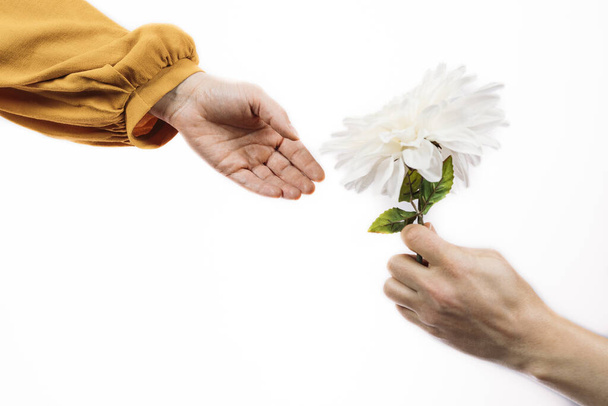 A hand of a man giving a white flower to his beloved woman - Foto, immagini