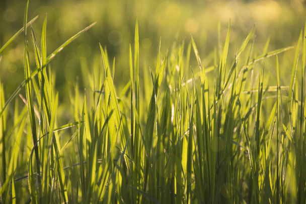 Трава на сонячному світлі крупним планом. Зелений фон природи боке в парку
 - Фото, зображення
