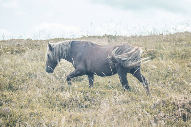 A beautiful black horse running in the field against the cloudy sky - Photo, Image
