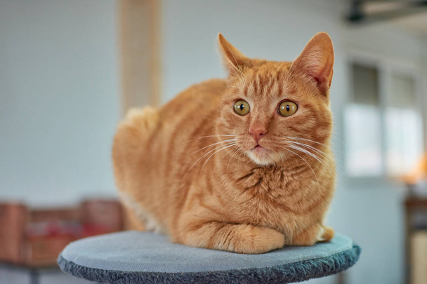 A selective focus shot of a beautiful ginger cat lying on the cat tower - Fotó, kép