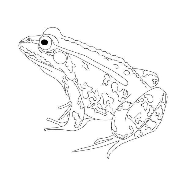 Grenouille. Dessin d'une grenouille en noir et blanc. Livre de coloriage grenouille.  - Photo, image
