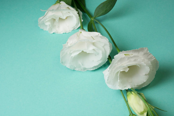 White eustoma tender branch on a light turquoise background. Lisianthus, tulip gentian bouquet. Template with copy space for design - Foto, immagini