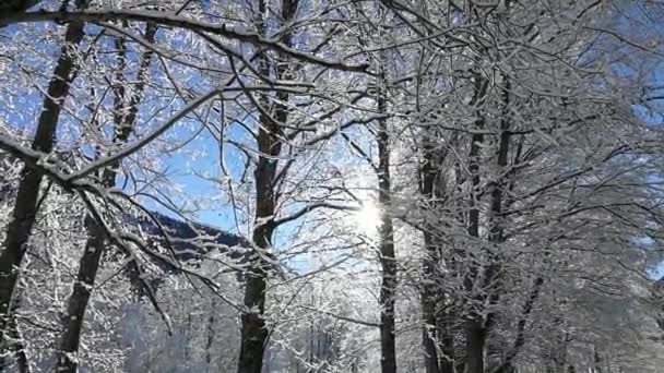 Zasněžené stromy za slunečného rána po silném nočním sněžení - Záběry, video
