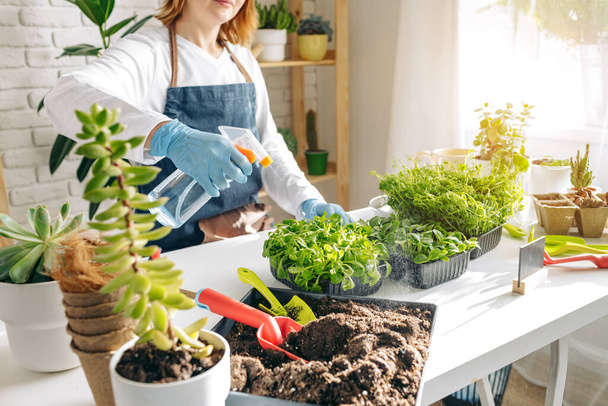 Female gardener caring for her plants indoors - Fotó, kép