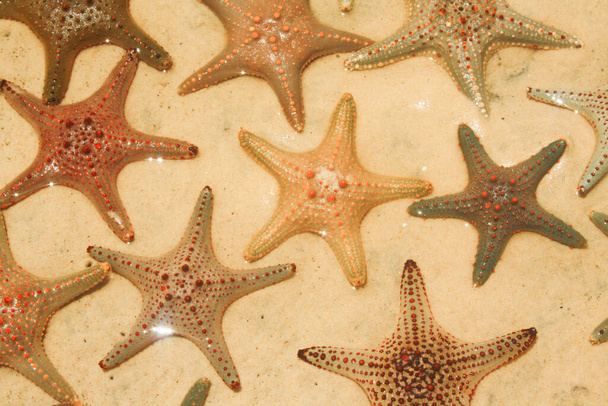 Starfish or sea stars are star-shaped echinoderms belonging to the class Asteroidea. . Starfish are also known as Asteroids due to being in the class Asteroidea. Usually washed up after storms. - Photo, Image