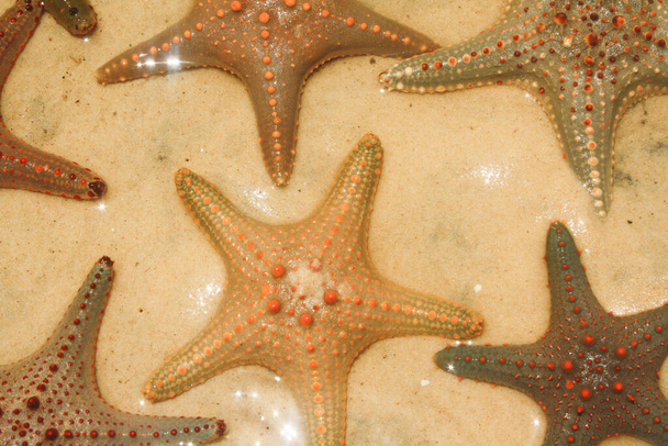 Starfish or sea stars are star-shaped echinoderms belonging to the class Asteroidea. . Starfish are also known as Asteroids due to being in the class Asteroidea. Usually washed up after storms. - Photo, Image