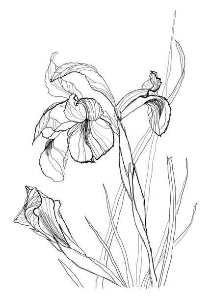Drawing irises 2 - Vektör, Görsel