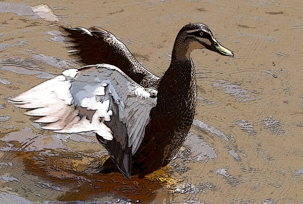 um pato marrom batendo asas - Foto, Imagem