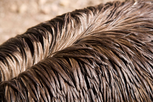 closeup of feathers on emu back. Emu flightless bird in australia. - Photo, Image