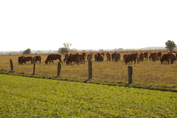 El pasto. Una manada de vacas durante el pastoreo, terneros en medio de la manada. - Foto, Imagen