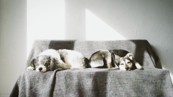 Dos perros de raza mixta durmiendo en el sofá - Metraje, vídeo