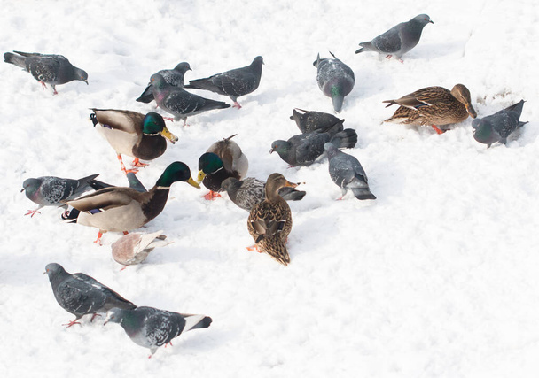 duck and pigeons eat corn - Valokuva, kuva