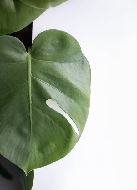 Υφή Tropical Green Leaf Monstera με Copy Space - Φωτογραφία, εικόνα