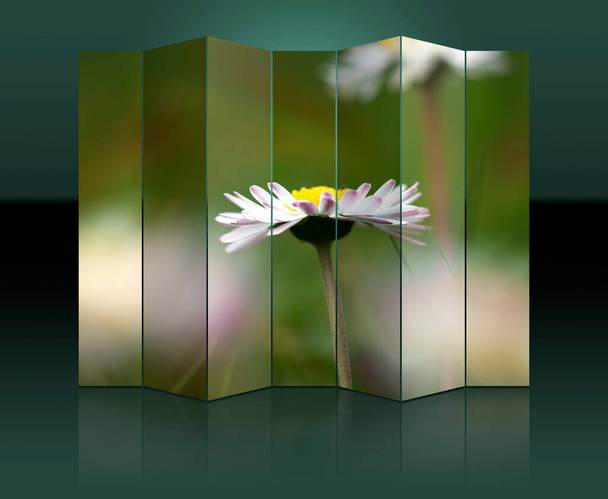screen with springtime daisy in full blossom - 写真・画像