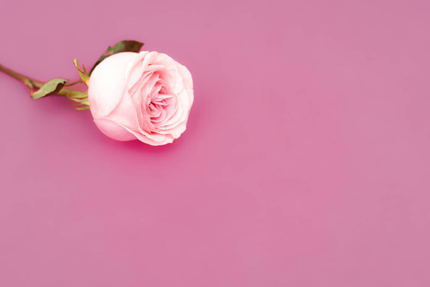 Sweet pink rose flower for love romantic background. Soft selective focus. Copy space. - Zdjęcie, obraz