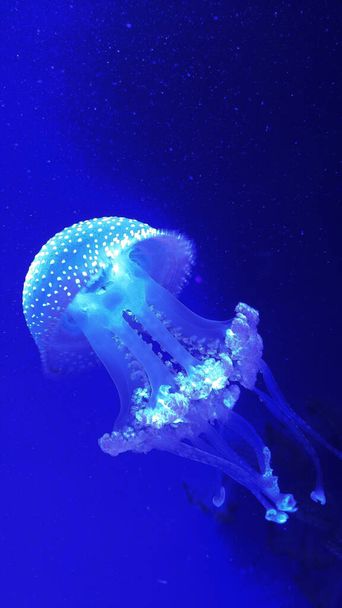 Ядовитые медузы свободно плавают в воде - Фото, изображение