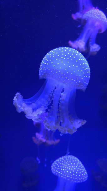 Trujące meduzy pływające swobodnie w wodzie - Zdjęcie, obraz