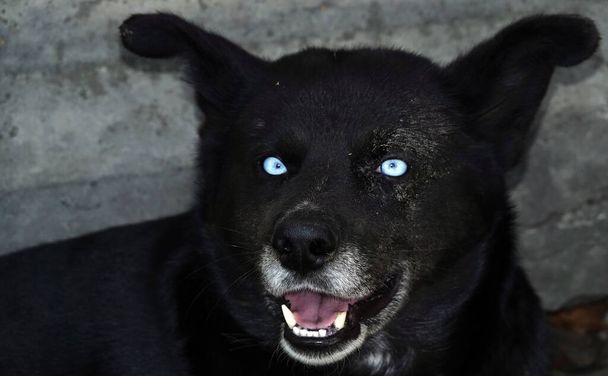 Kijów, Ukraina 13 kwietnia 2020: Pies podobny do Demona, kolor czarny i biało-niebieskie oczy - Zdjęcie, obraz