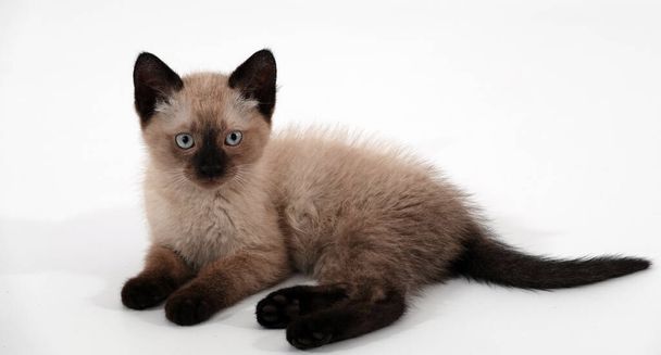 Siamesisches Kätzchen auf weißem Hintergrund - Foto, Bild