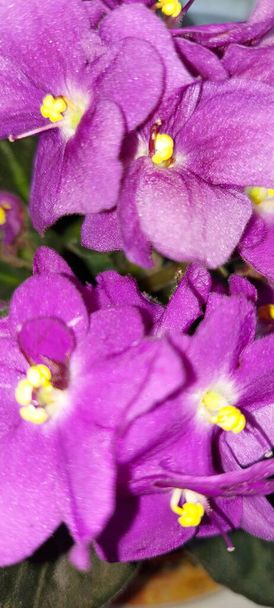 Beautiful, spring, bright violets - Photo, Image