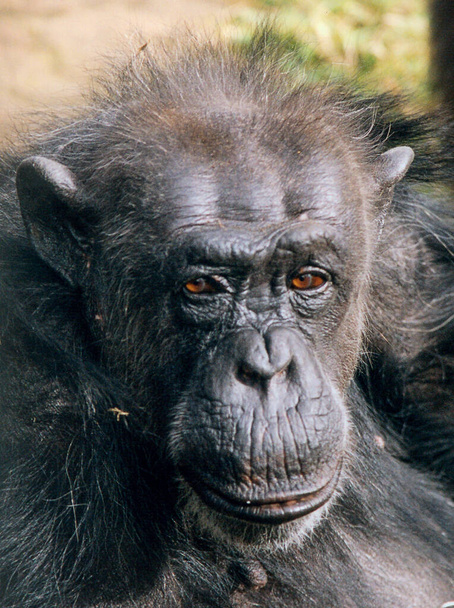 De chimpansee ("Chimpansee chimpansee") is een aap uit de familie van de apen (Chimpansees).. - Foto, afbeelding