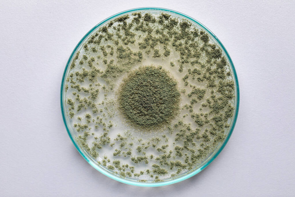Close up di Aspergillus oryzae è un fungo filamentoso, o muffa che viene utilizzato nella produzione alimentare, come nella fermentazione della soia per l'educazione in laboratorio. - Foto, immagini