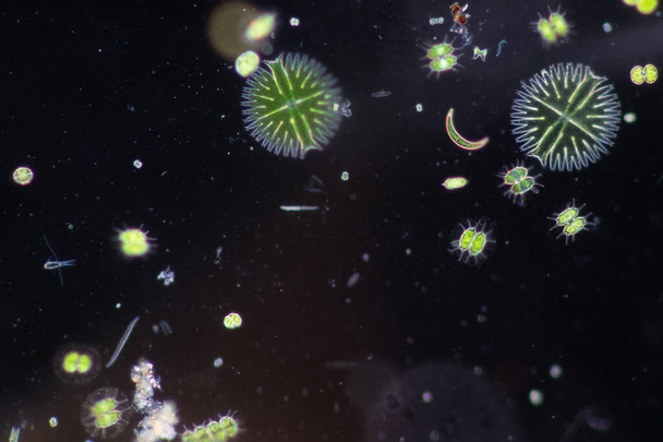 Протозоа и зеленые водоросли в сточных водах под микроскопом. - Фото, изображение