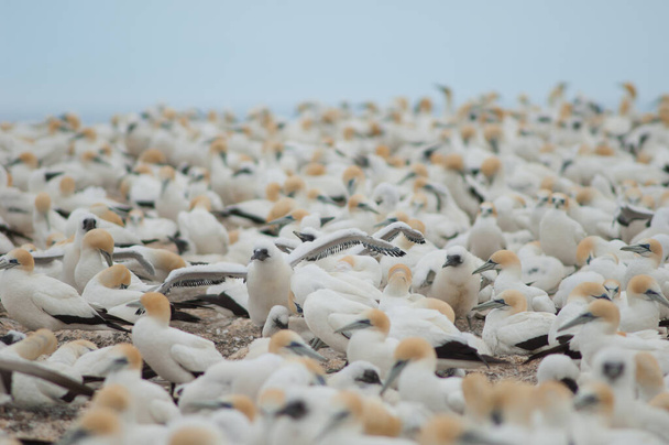 Australští gannets Morus serrator. - Fotografie, Obrázek