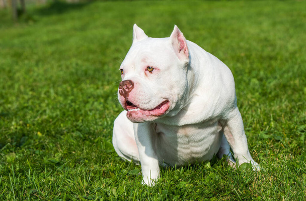 American Bully puppy dog sitting on green grass - Photo, Image