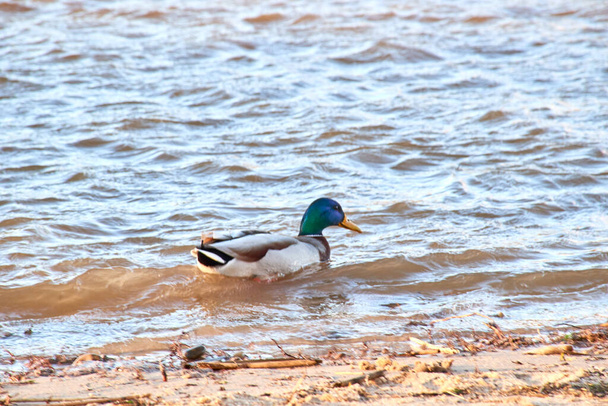 Canard colvert mâle (Anas platyrhynchos) vu d'un œil d'oiseau. Vue rapprochée d'un canard colvert mâle nageant sur la rive de la rivière. - Photo, image