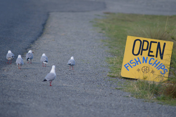 Red-billed gulls next to the sign at a restaurant. - Photo, Image