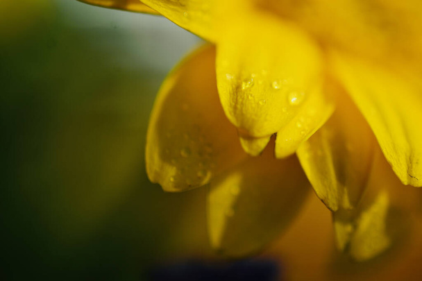 Macro shot of rain drop on yellow chrysanthemum, summer flowers and sunshine, close up shot showing the intricate beauty of nature - Photo, image