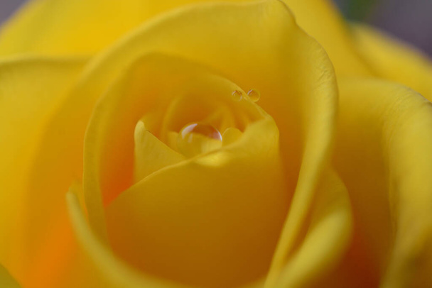 Макрозйомка до жовтої голови троянди з краплями на пелюстках. Красивий фон квітки, що купається на сонячному світлі після легкого літнього душу
. - Фото, зображення