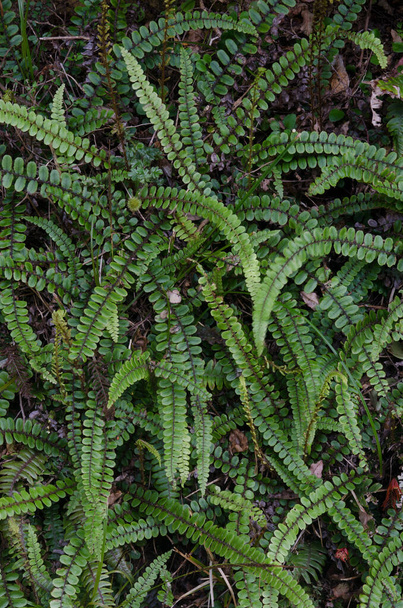 Star ferns Cranfillia fluviatilis. - Photo, Image