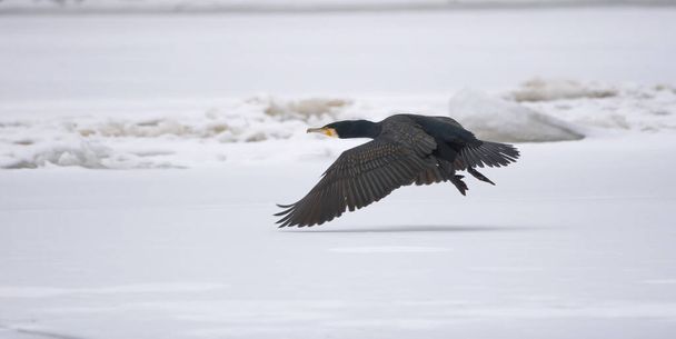 The great black cormorant (Phalacrocorax carbo) flying over the frozen river, in winter. Selective focus - Photo, Image