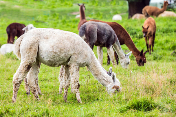 Llama is a domesticated small camel. White, gray and braun llamas graze on a green lawn. Animal breeding farm for wool and meat. The concept of exotic, ecological and photo tourism - 写真・画像