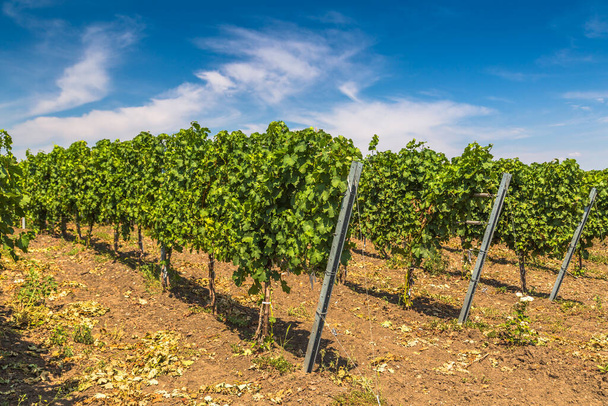 Filas de viñas verdes en un viñedo rural de Moldavia - Foto, Imagen
