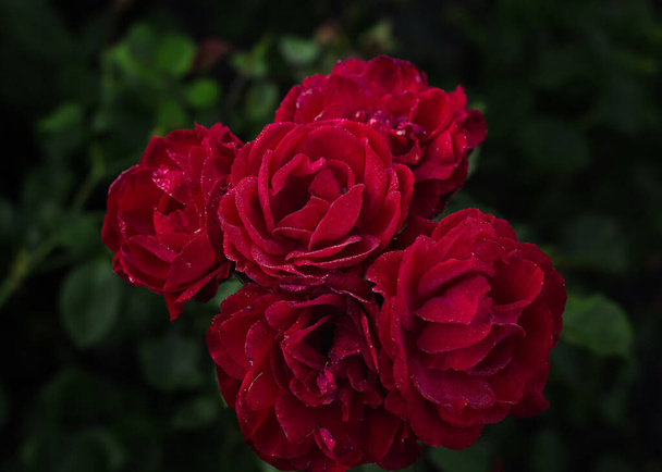 Bardzo piękne czerwone róże z małymi kroplami rosy. - Zdjęcie, obraz
