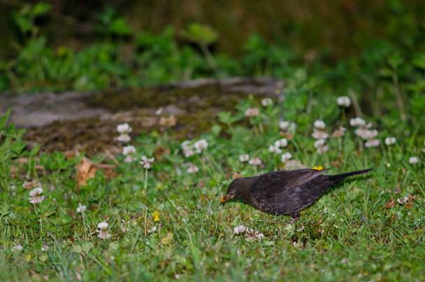 Common blackbird searching for food. - Photo, Image