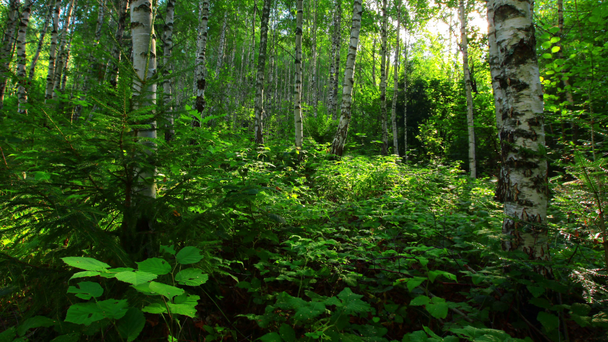 Birch forest - Footage, Video