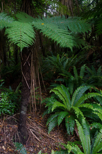 Rainforest whith wheki and crown ferns. - Фото, изображение