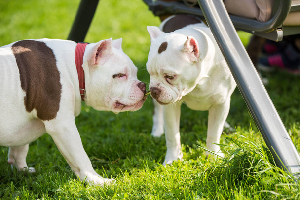 Two American Bully puppies dogs are playing - Photo, Image